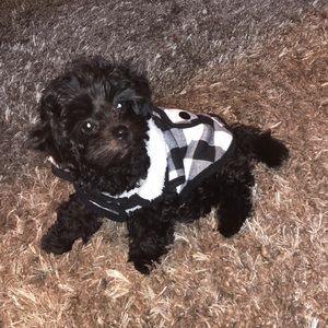 Meet your Posher, Sofia